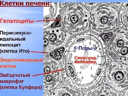 Схема микроскопического строения клетки