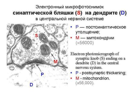 Протоплазма животной клетки гистология