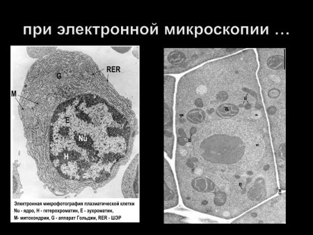 Схема микроскопического строения клетки