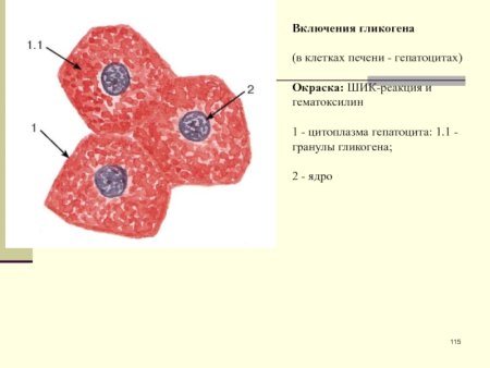 Строение клетки мембрана цитоплазма органоиды ядро