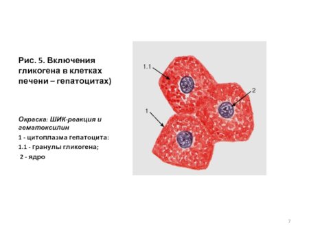 Схема строения эукариотической растительной клетки