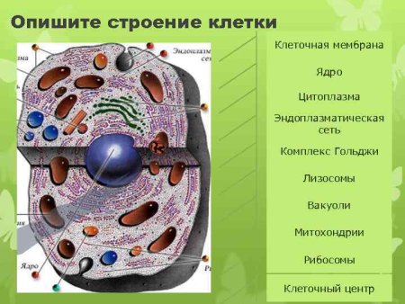 Лизосома микрофотография