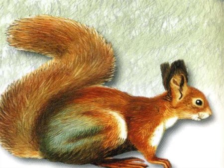 Рисунки животных тайги