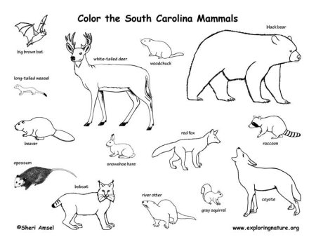 Млекопитающие раскраска