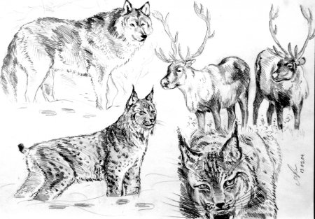Зарисовки диких животных