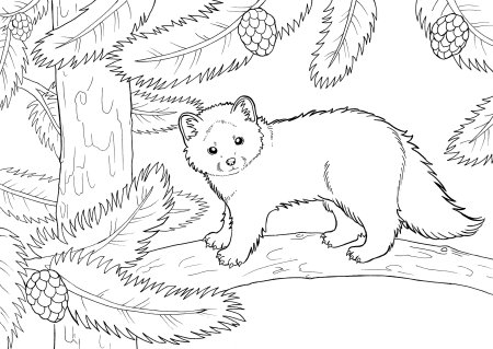 Рисунки лесных животный