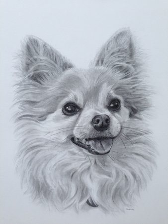 Животные карандашом