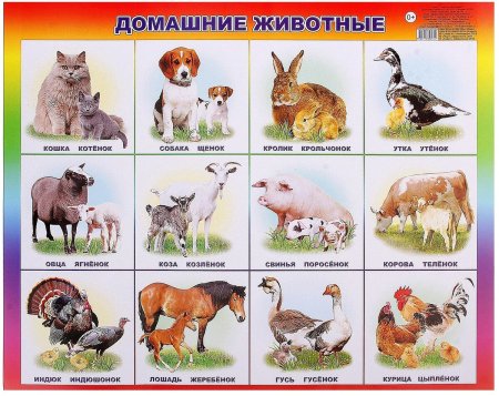 Домашние животные для детей