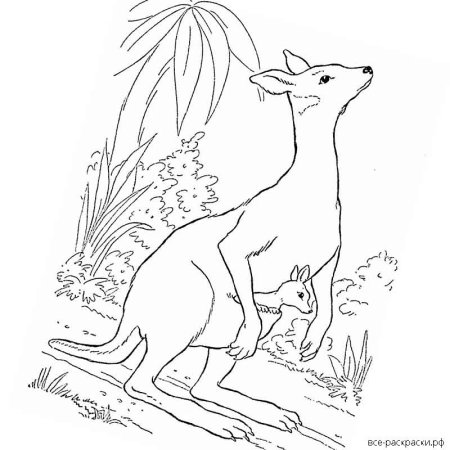 Австралия раскраска