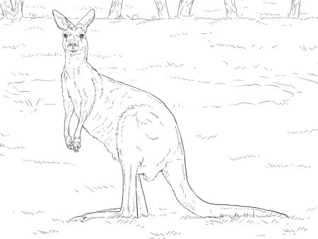 Раскраска животные кенгуру