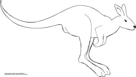 Кенгуру схематично