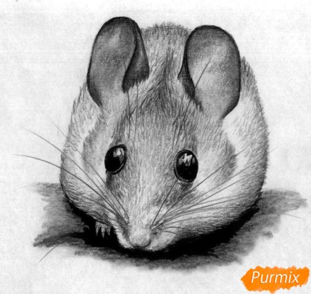 Рисунки животных карандашом