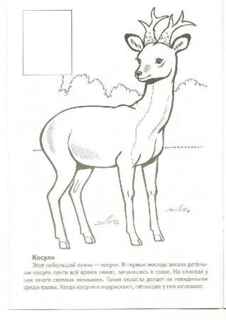 Животные из красной книги раскраска