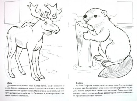 Красная книга раскраска