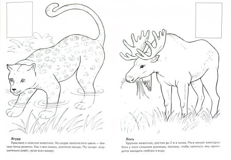 Красная книга раскраска