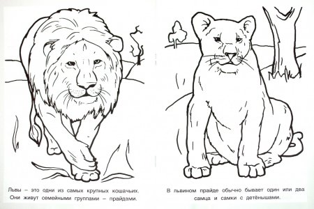 Красная книга раскраска
