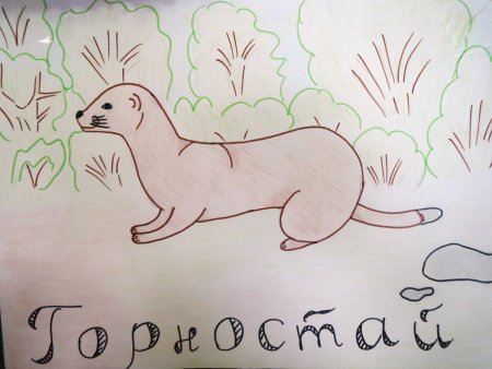 Животные красной книги рисунки