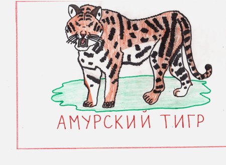 Рисунок животного занесенного в красную книгу