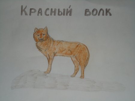 Животные красной книги рисовать