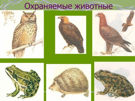 Охраняемые растения и животные