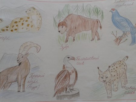 Животные красной книги рисовать