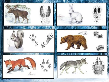 Следы животных на снегу