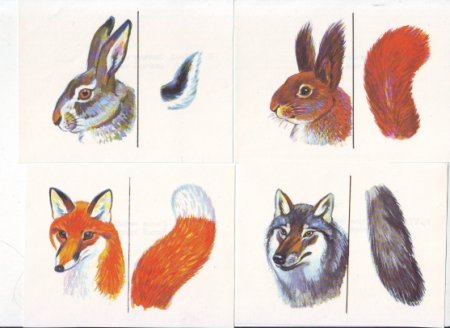 Чей хвост Дикие животные