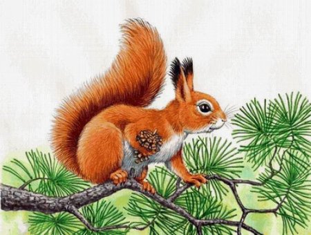 Белочка рисунок