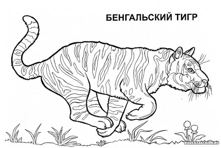Соболь животное рисунок