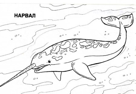 Животные Арктики раскраска