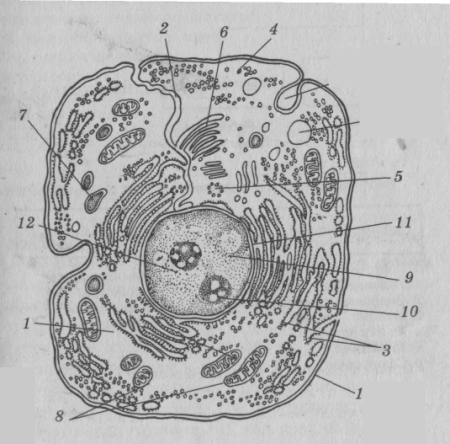 Схема строения эукариотной клетки