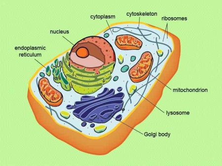 Оение эукариотической клет