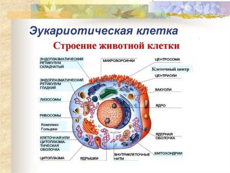Строение эукариотической клетки животной и растительной