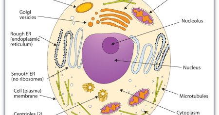 Схема строения эукариотической клетки