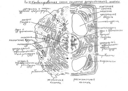 Строение клетки эукариот схема