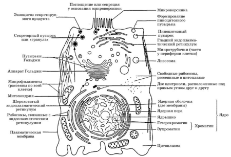 Схема строения животной клетки
