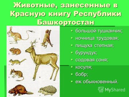 Животные Башкортостана занесенные в красную