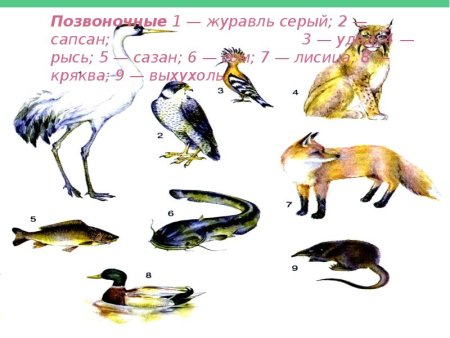 Животные красной книги Башкортостана