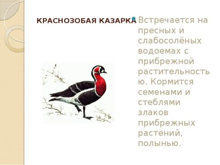 Растения и животные занесенные в красную книгу Башкортостана