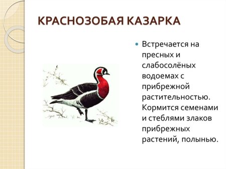 Животные занесенные в красную книгу Республики Башкортостан
