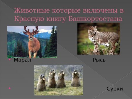 Птицы занесенные в красную книгу Башкортостана