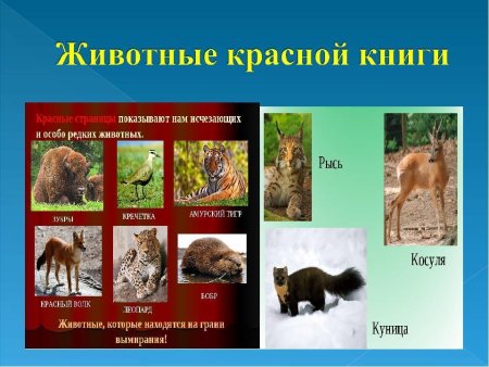 Красная книга Башкирии животных