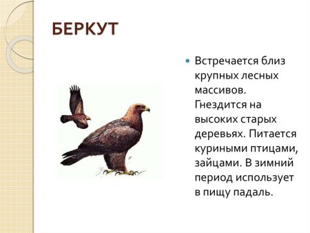 Пятнистый олень красная книга России