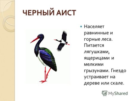 Красная книга Республики Башкортостан животные и растения