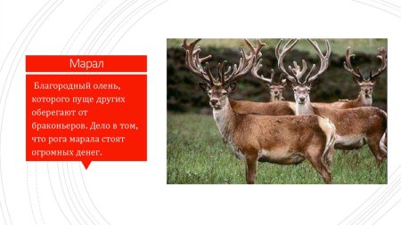 Птицы из красной книги Башкортостана