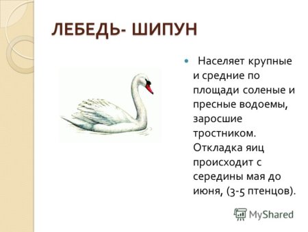 Дзерен рисунок