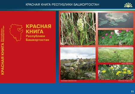 Красная книга Башкортостана