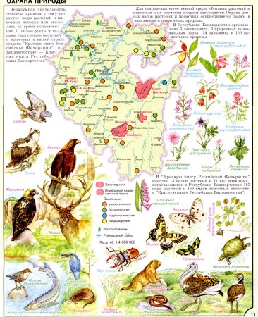Животные занесенные в красную книгу рисунки