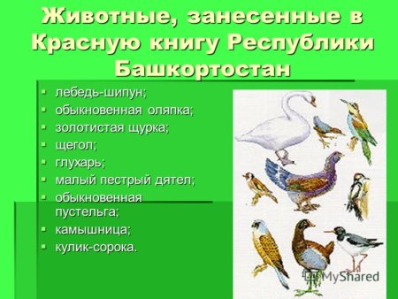 Животные красной книги Башкортостана