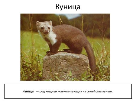 Растительный и животный мир Башкортостана